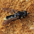 Xylota sylvarum, male, hoverfly, Alan Prowse